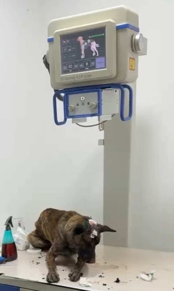 Thumbnail preview image for the video titled: Lucy, the Palestinian dog who was brutally assaulted by a settler, survived despite her injuries.