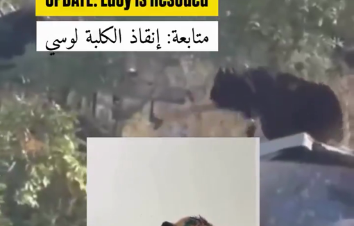 Thumbnail preview image for the video titled: Lucy, the Palestinian dog who was brutally assaulted by a settler, survived despite her injuries
