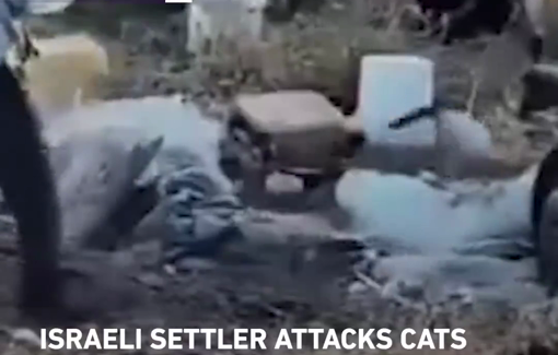 Thumbnail preview image for the video titled: Israeli settler attacking cats with a rock during an Israeli army raid on the occupied West Bank town of Atara