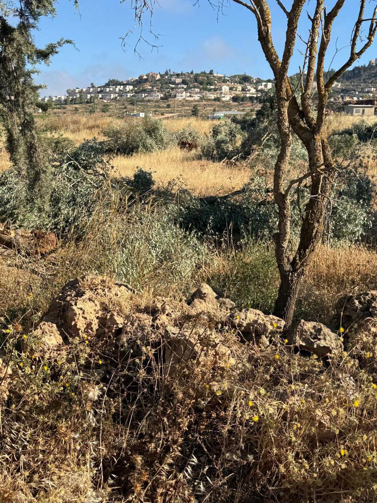 Thumbnail preview image for the video titled: Israeli settlers uprooted nearly 70 ancient olive and almond trees from lands belonging to Palestinians in Turmus Ayya
