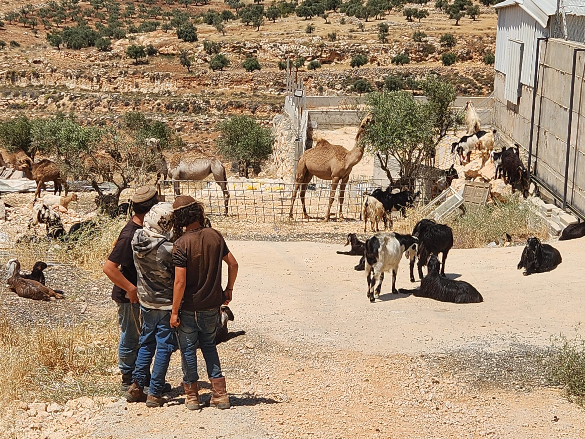 Thumbnail preview image for the video titled: Israeli settlers invading and terrorizing the Bedouin community near Taibeh