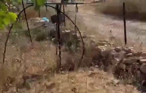 Thumbnail preview image for the video titled: An Israeli settler chasing and running over sheep in Khallet al-Hummus