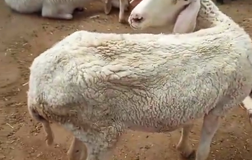 Thumbnail preview image for the video titled: Israeli settlers run over livestock belonging to a Palestinian farmer in the Khallet al-Hummus area of Masafer Yatta
