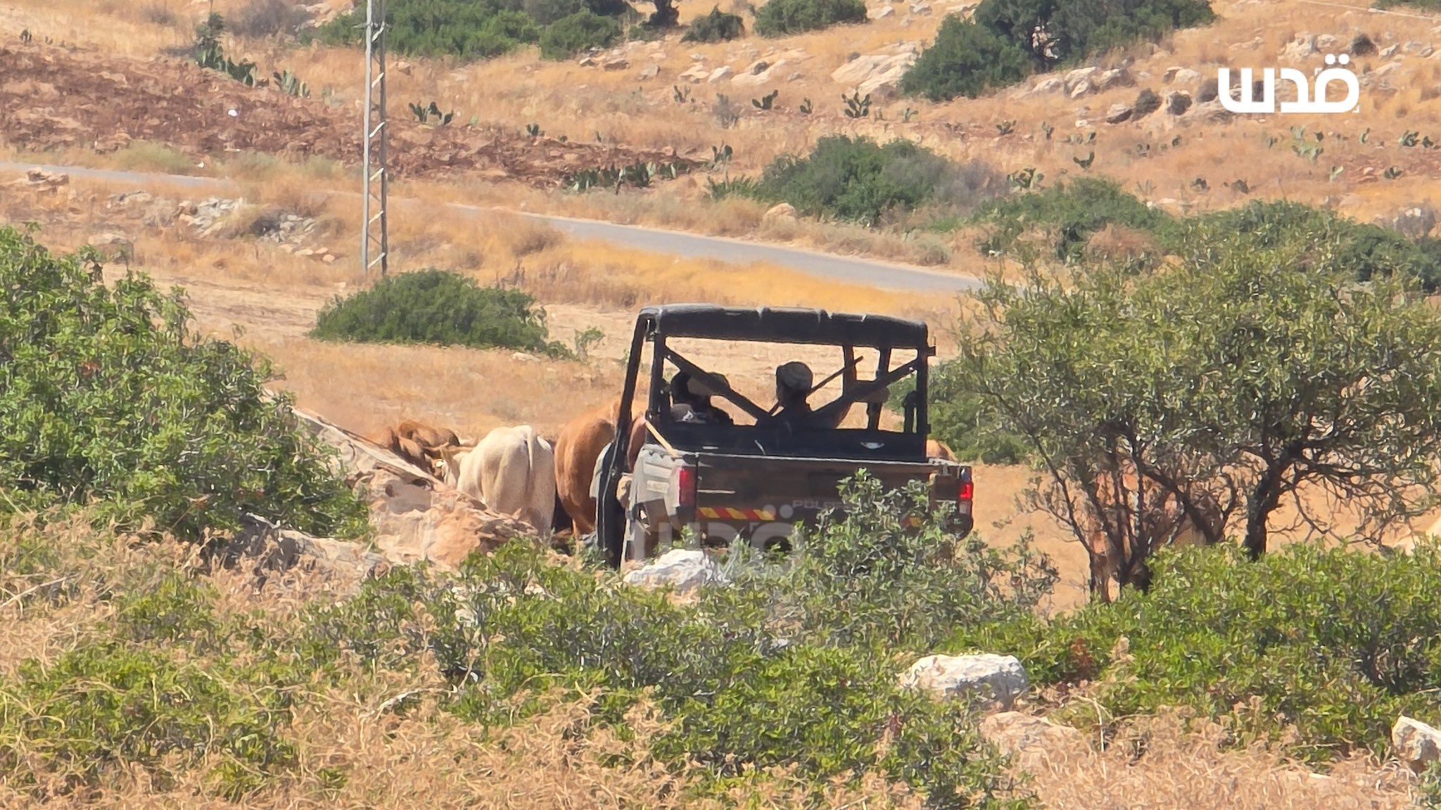 Thumbnail preview image for the video titled: Israeli settlers release their sheep and perform provocative tours in Khirbet Yerza