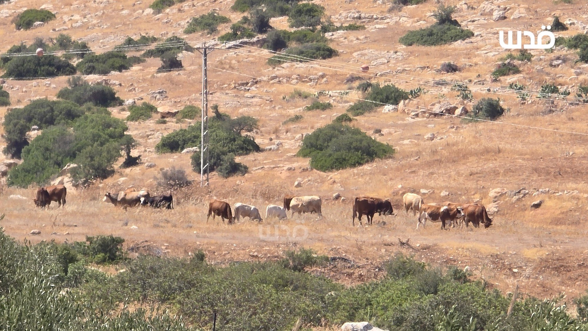 Thumbnail preview image for the video titled: Israeli settlers release their sheep in the vicinity of Palestinian-owned homes in Khirbet Yerza