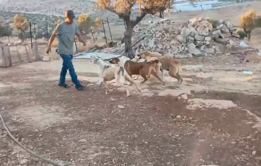 Thumbnail preview image for the video titled: An Israeli settler kicked a dog after invading a Palestinian home near Taibeh Junction