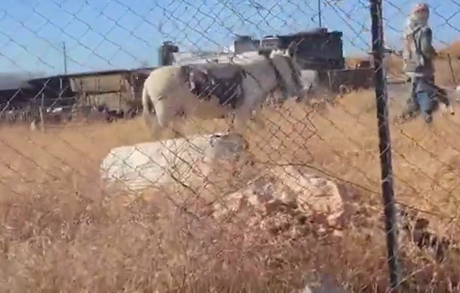 Thumbnail preview image for the video titled: Daily reports of Israeli minors grazing flocks in the yards of, and alongside, Palestinian homes in Dar Faza'a