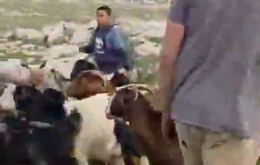 Thumbnail preview image for the video titled: Dozens of settlers invading the Palestinian Lands in Khirbet Yerza