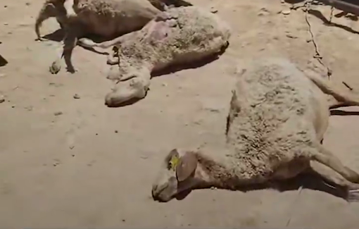 Thumbnail preview image for the video titled: Israeli settlers have been poisoned and killed Palestinian sheep in Wadi al-Rakhim