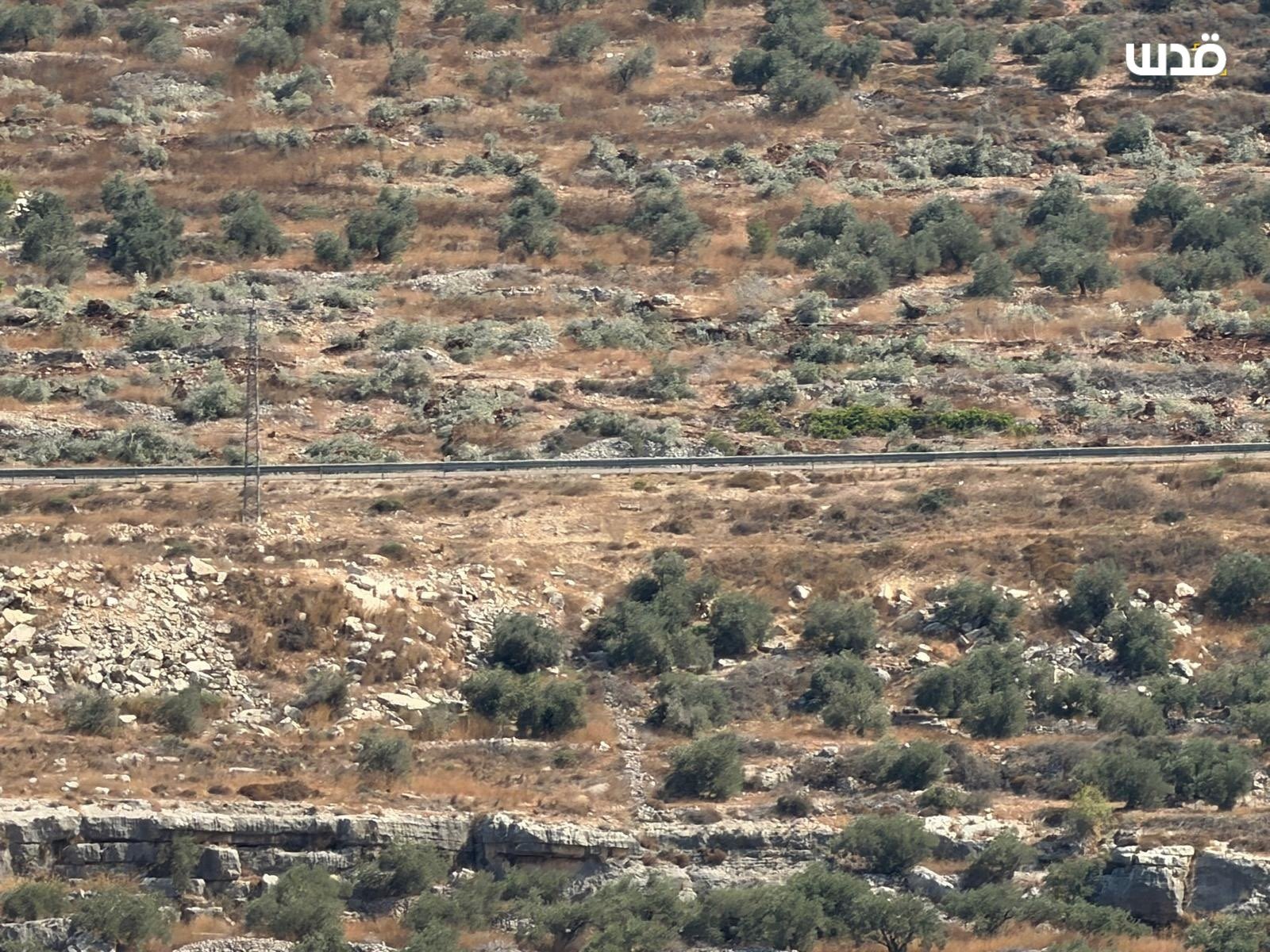 Thumbnail preview image for the video titled: Israeli settlers cut down olive trees belonging to Palestinian farmers during their attack on the village of Tell