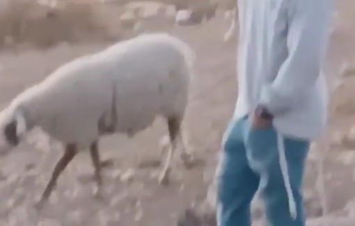 Thumbnail preview image for the video titled: An Israeli settler released livestock near residents’ homes in the Sh'ib al-Butum area of Masafer Yatta