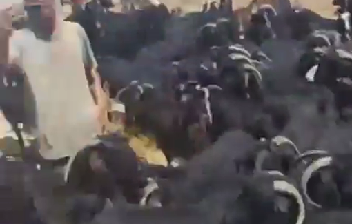 Thumbnail preview image for the video titled: Settlers enter the home of Nayef Al-Kaabneh, east of the village of Al-Taybeh, accompanied by their herds
