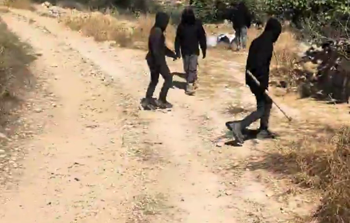 Thumbnail preview image for the video titled: Gangs of masked and Settlers attacking protective presence during olive harvets in Jannatah (Beit Falouh) OCT 1