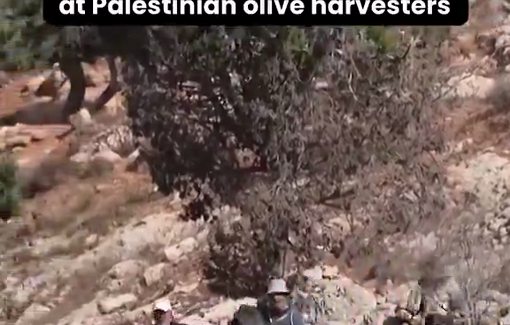 Thumbnail preview image for the video titled: Soldiers and settlers attacked olive harvesters in Beita, firing in their direction