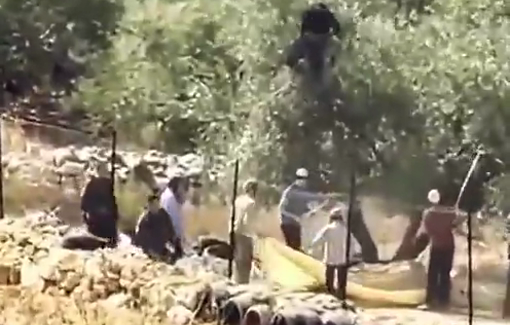 Thumbnail preview image for the video titled: Israeli settlers stole the olive harvest from Palestinian land in Al-Mazraa Al-Gharbiya near Ramallah