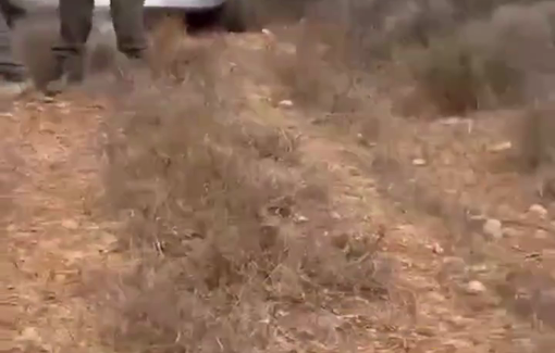 Thumbnail preview image for the video titled: Footage documents an armed attack by settlers on Palestinian olive harvesters in the lands of Aqraba