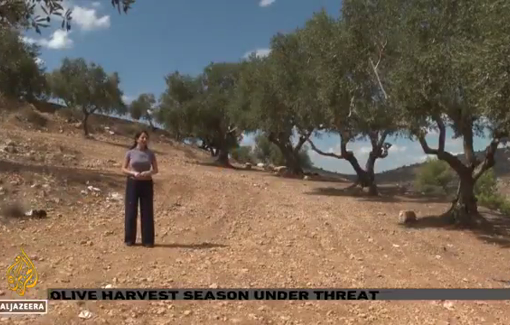 Thumbnail preview image for the video titled: Various strategies used by settlers to prevent the olive harvest in the West Bank