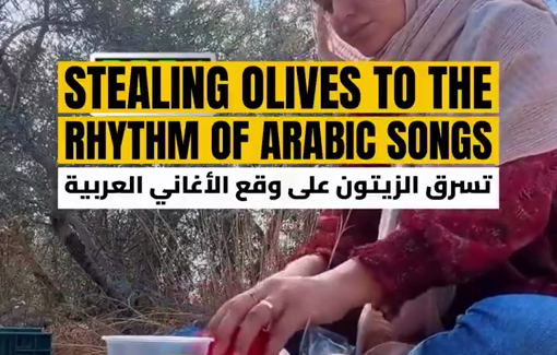 Thumbnail preview image for the video titled: A settler documents her theft of Palestinian olives on TikTok with poetic shots and Arabic music