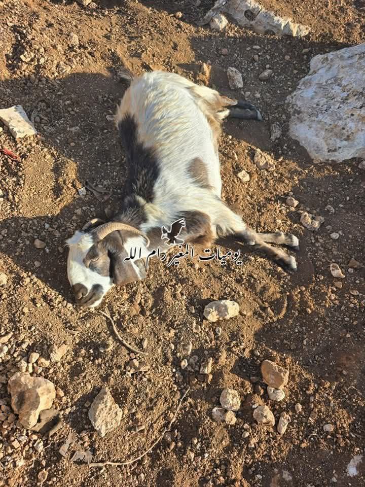 Thumbnail preview image for the video titled: Jewish settlers poisoned a flock of sheep near the village of al-Mughayyir