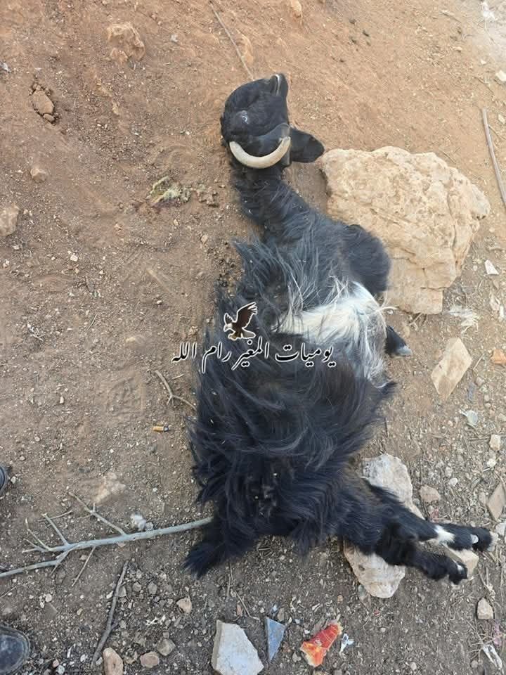 Thumbnail preview image for the video titled: Jewish settlers poisoned a flock of sheep near the village of al-Mughayyir
